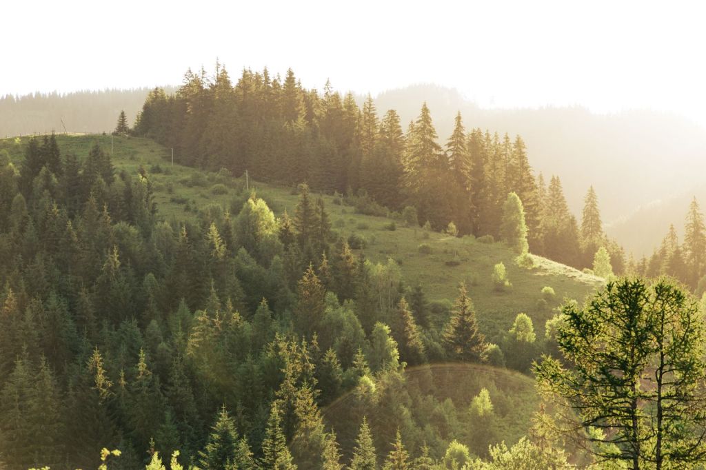 Forested ridges receding into morning haze