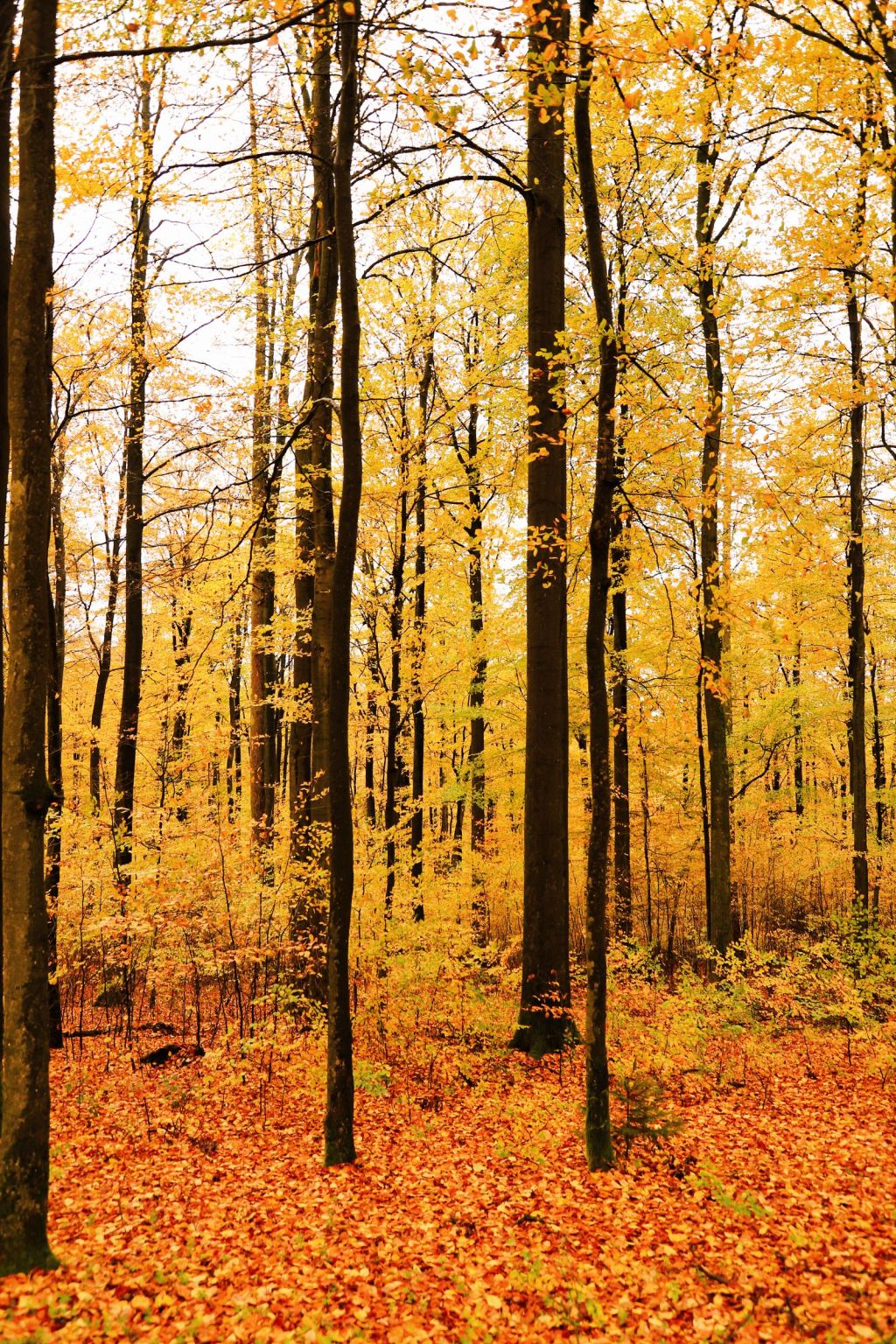 Bare autumn timber on a hillside