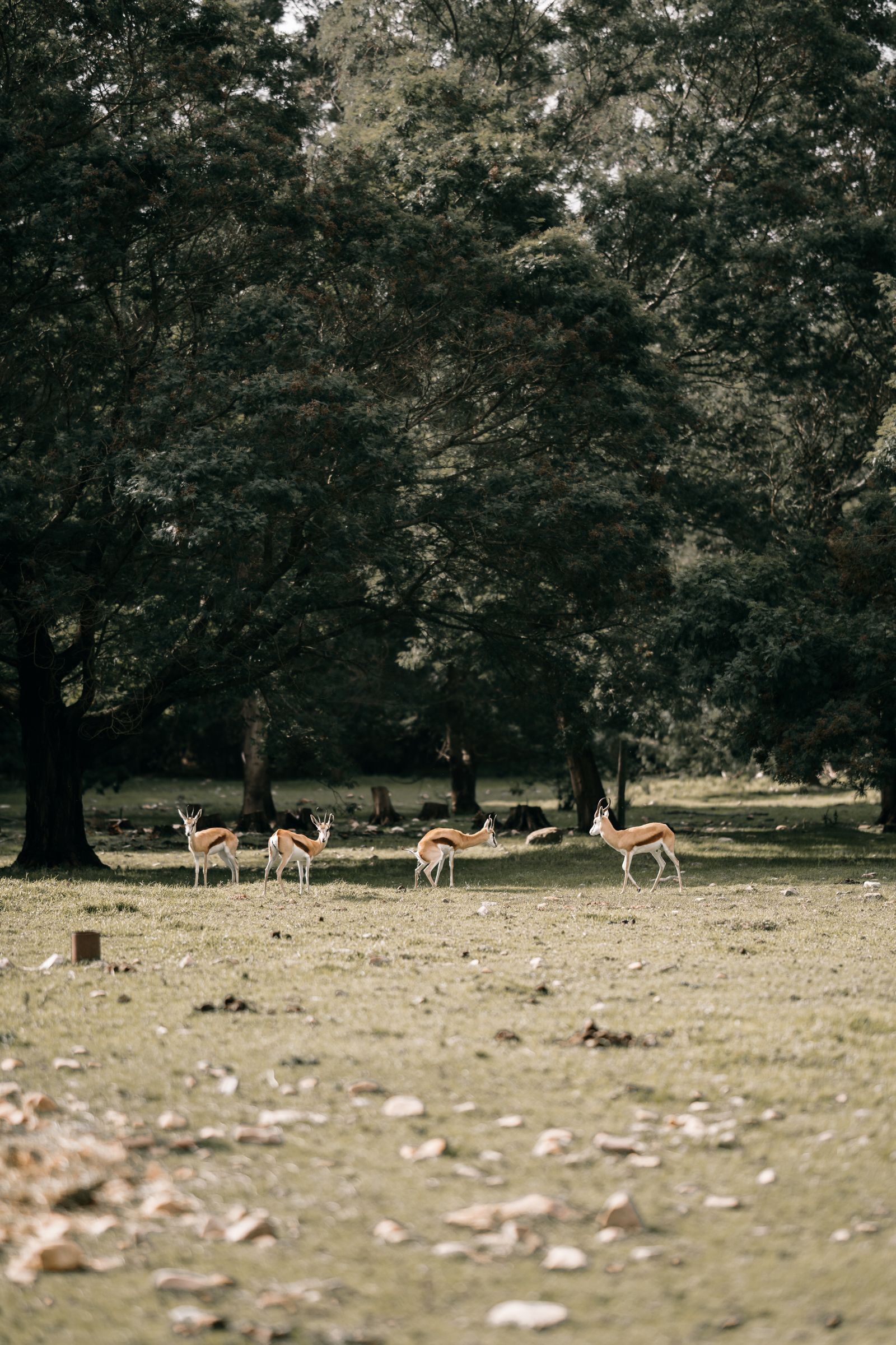 A small herd of antelope grazing in an open field at the edge of woodland