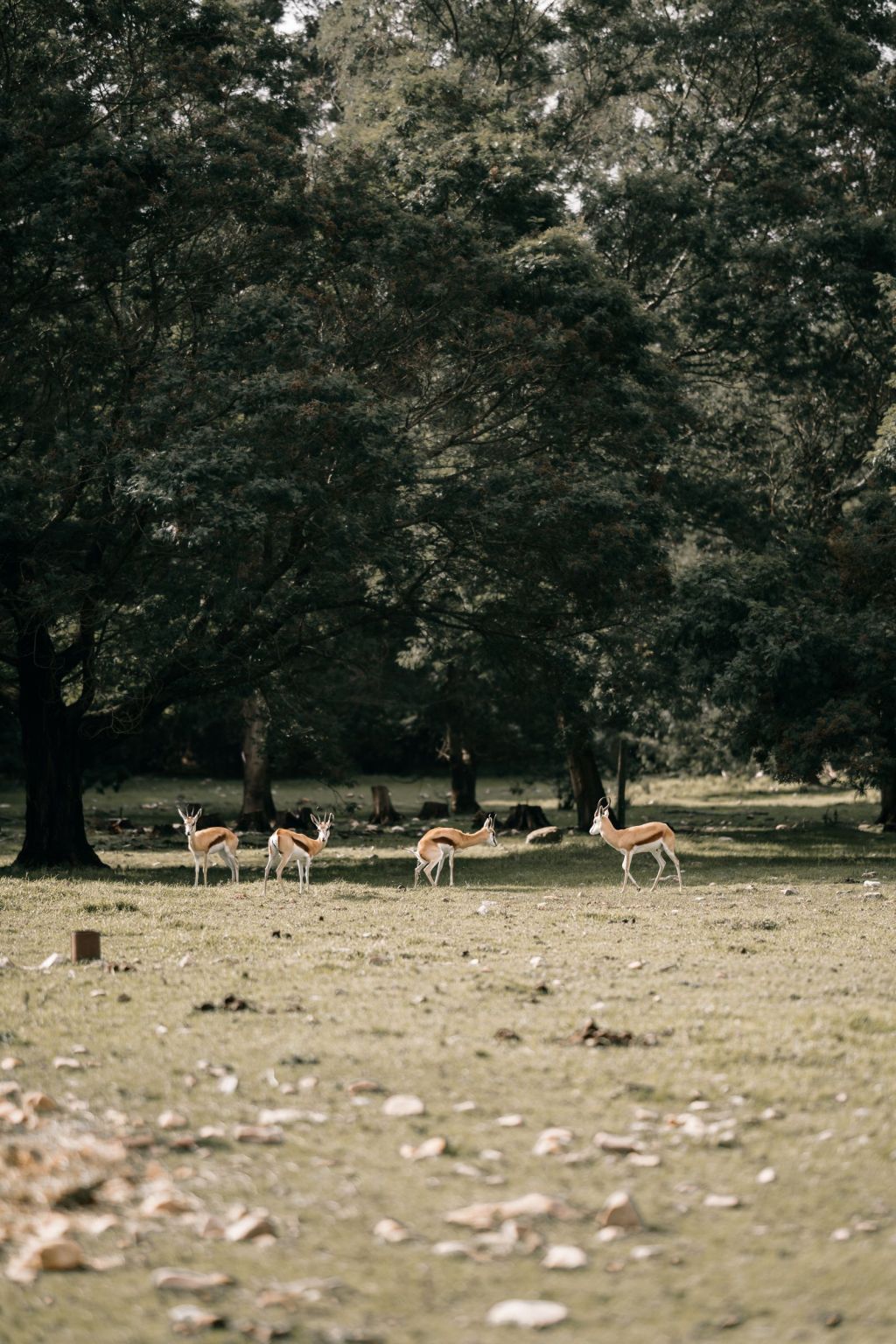 White-tailed deer standing in an open field at the edge of woodland