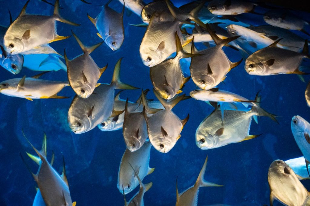 A school of fish in blue water
