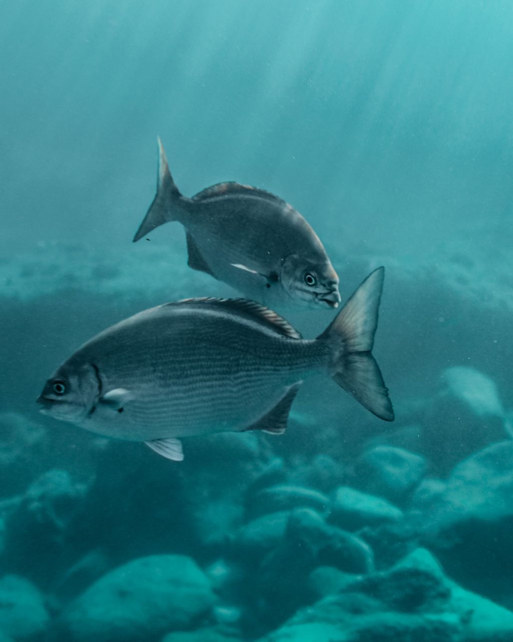 Two fish swimming in clear water