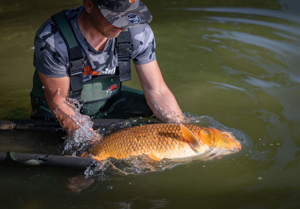 An angler holding a fish in the water before release