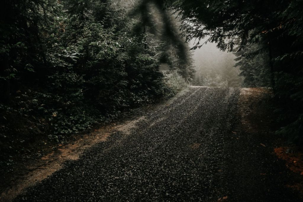 A gravel forest road running through dense misty timber