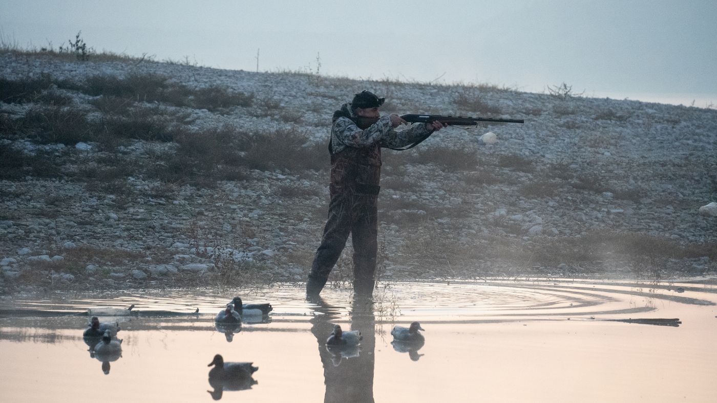 A hunter shouldering a shotgun over a decoy spread