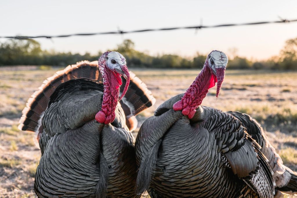 Two wild turkeys in an open field