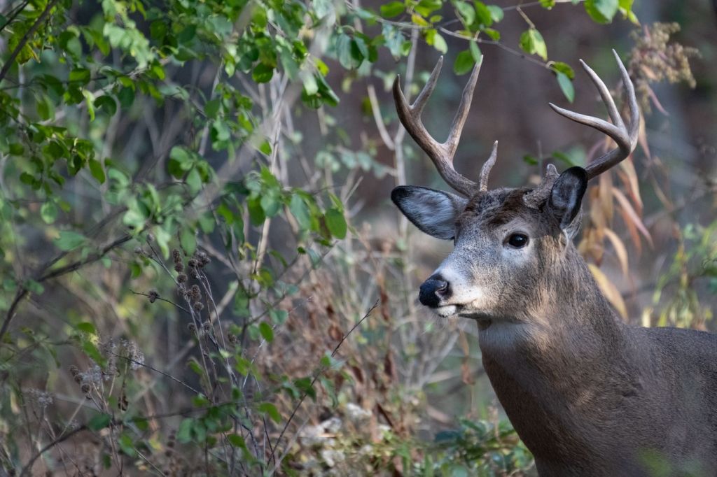 A white-tailed buck standing in a wooded area