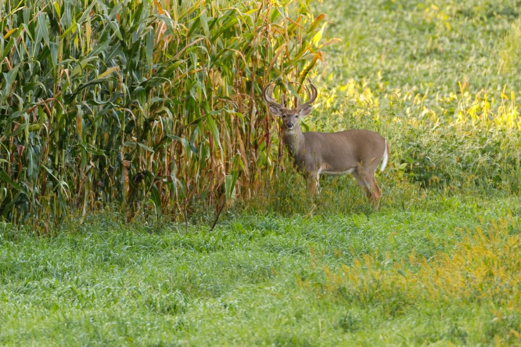 A white-tailed deer standing at the edge of a cornfield at dusk