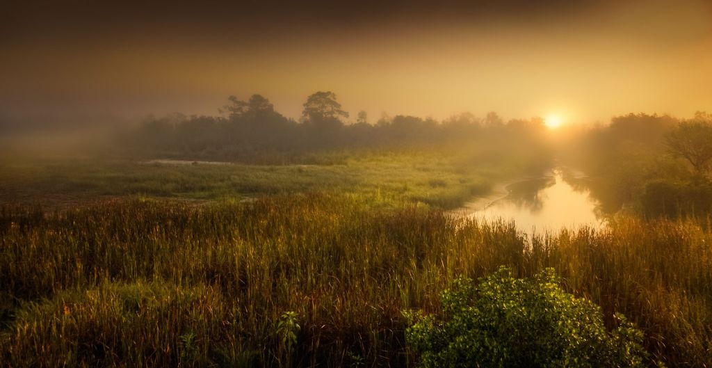 Mist rising over a marsh at first light