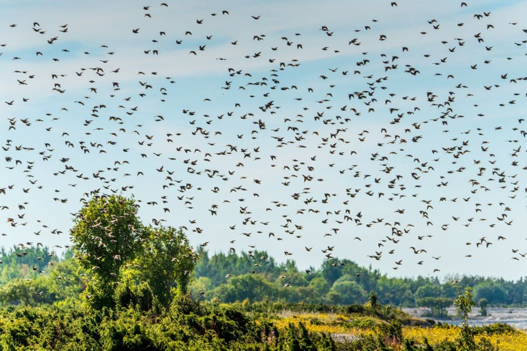 A large flock of birds over open country
