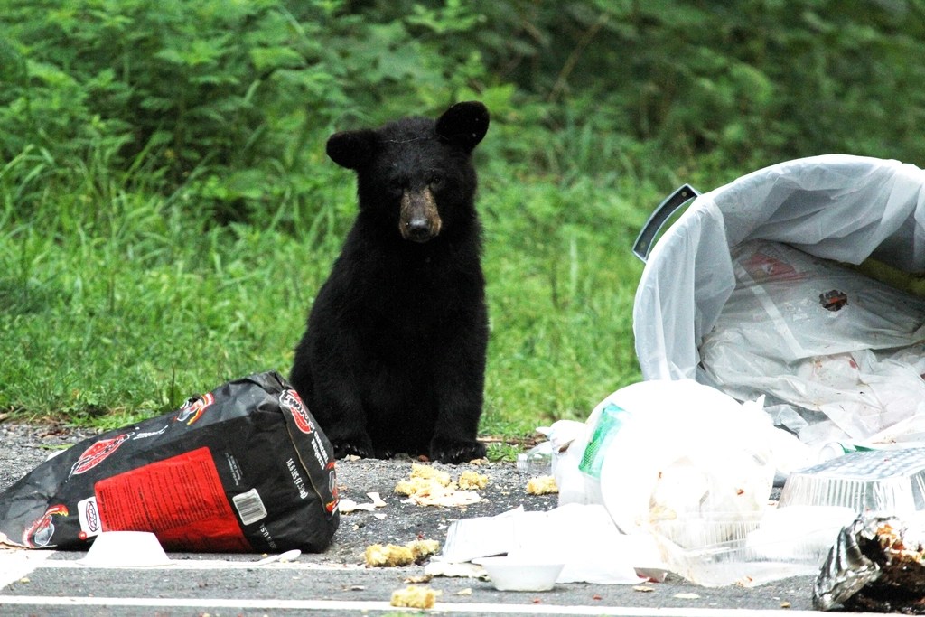 A black bear foraging in trash at a campground