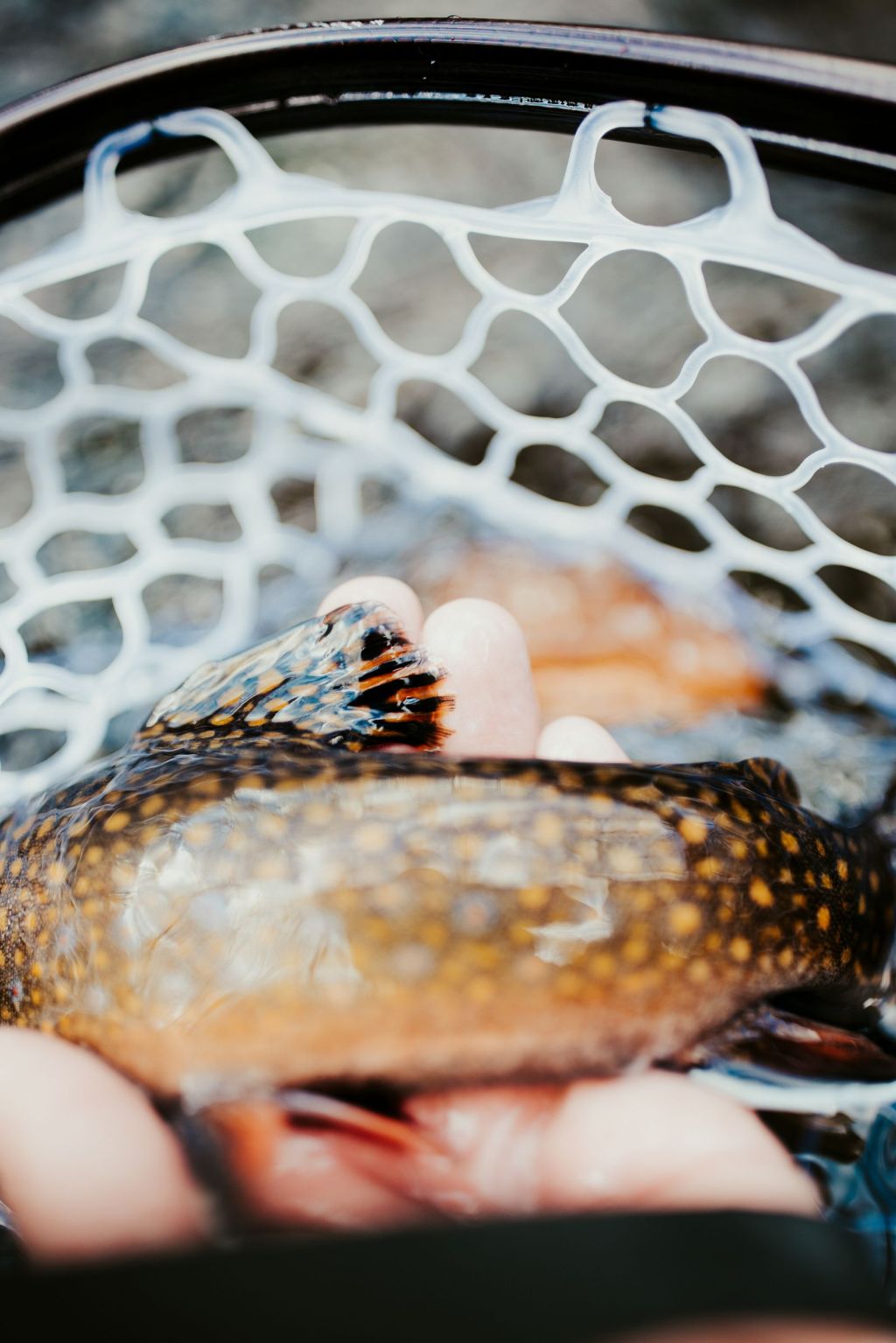 A trout held in a landing net above the water