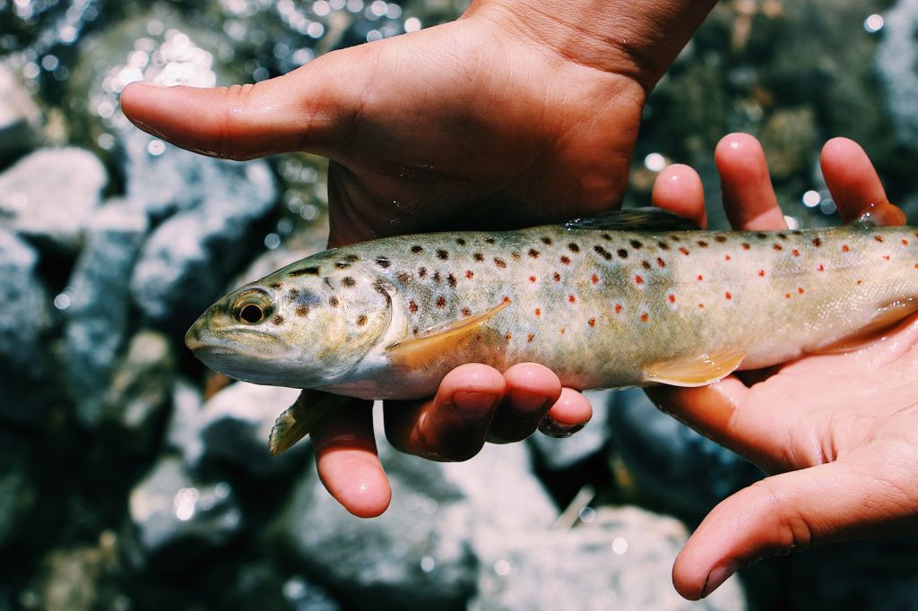 An angler holding a spotted trout just above the water