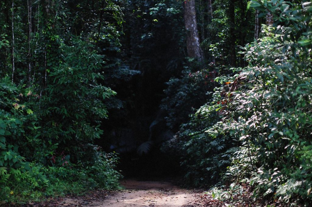 A narrow track running through dark timber