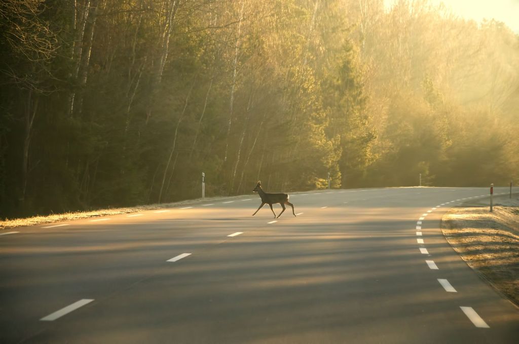 Deer crashes peak in November, and braking beats swerving