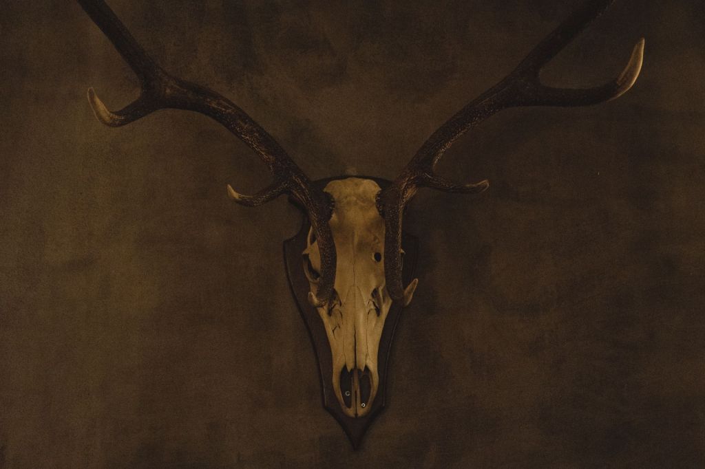 Carcass rules decide which parts of your deer can come home