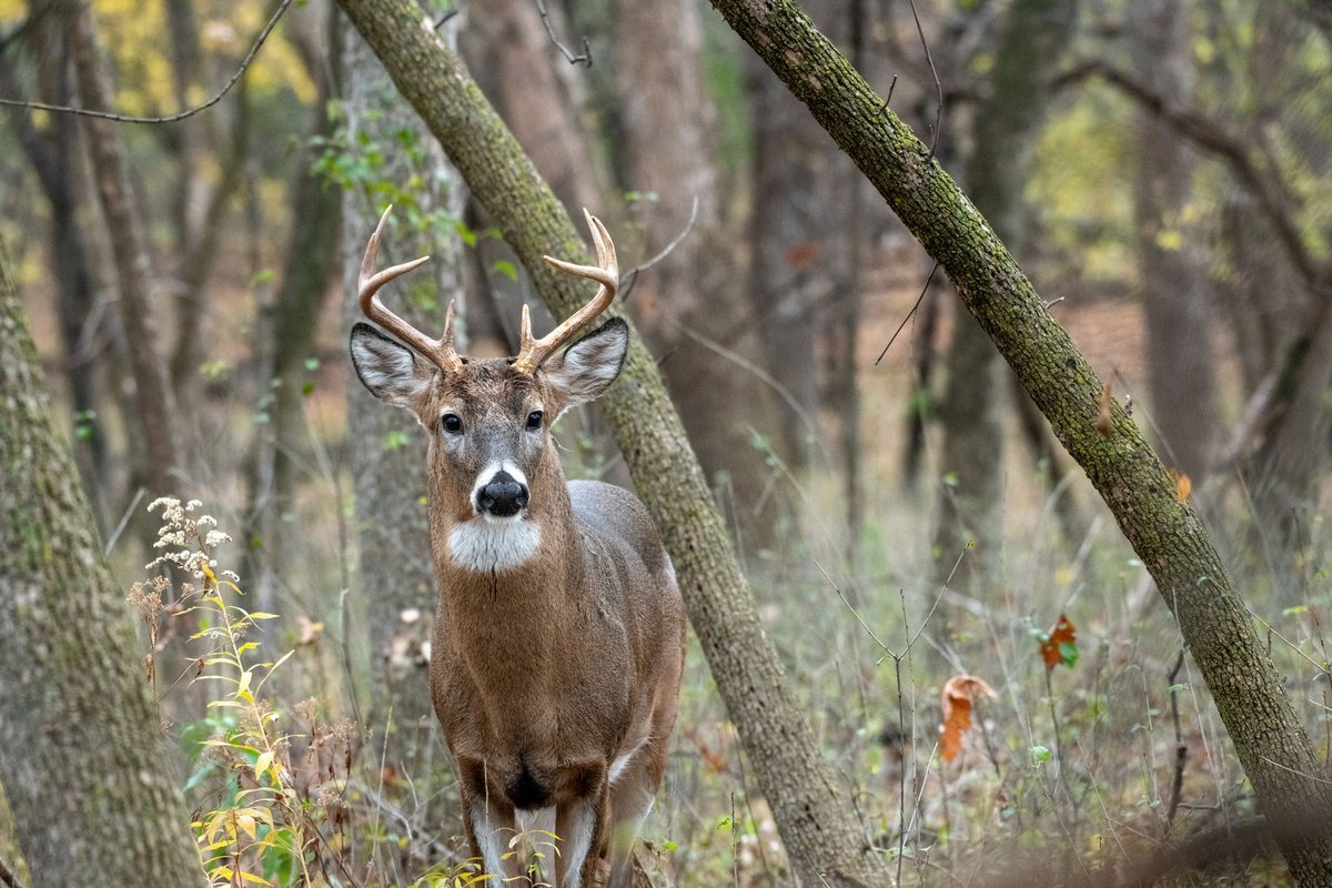 A white-tailed buck with antlers standing among trees in an autumn forest