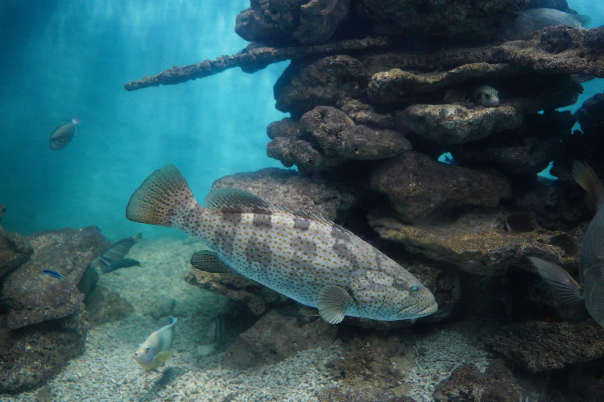 A spotted grouper swimming past rocky reef structure in blue water