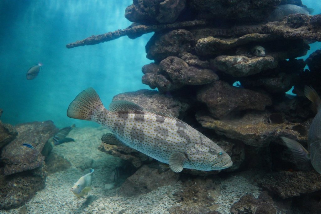 South Atlantic boats will be limited to two gag and black grouper combined