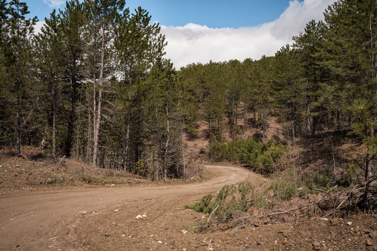 Dirt road curving through a dense pine forest under a blue sky