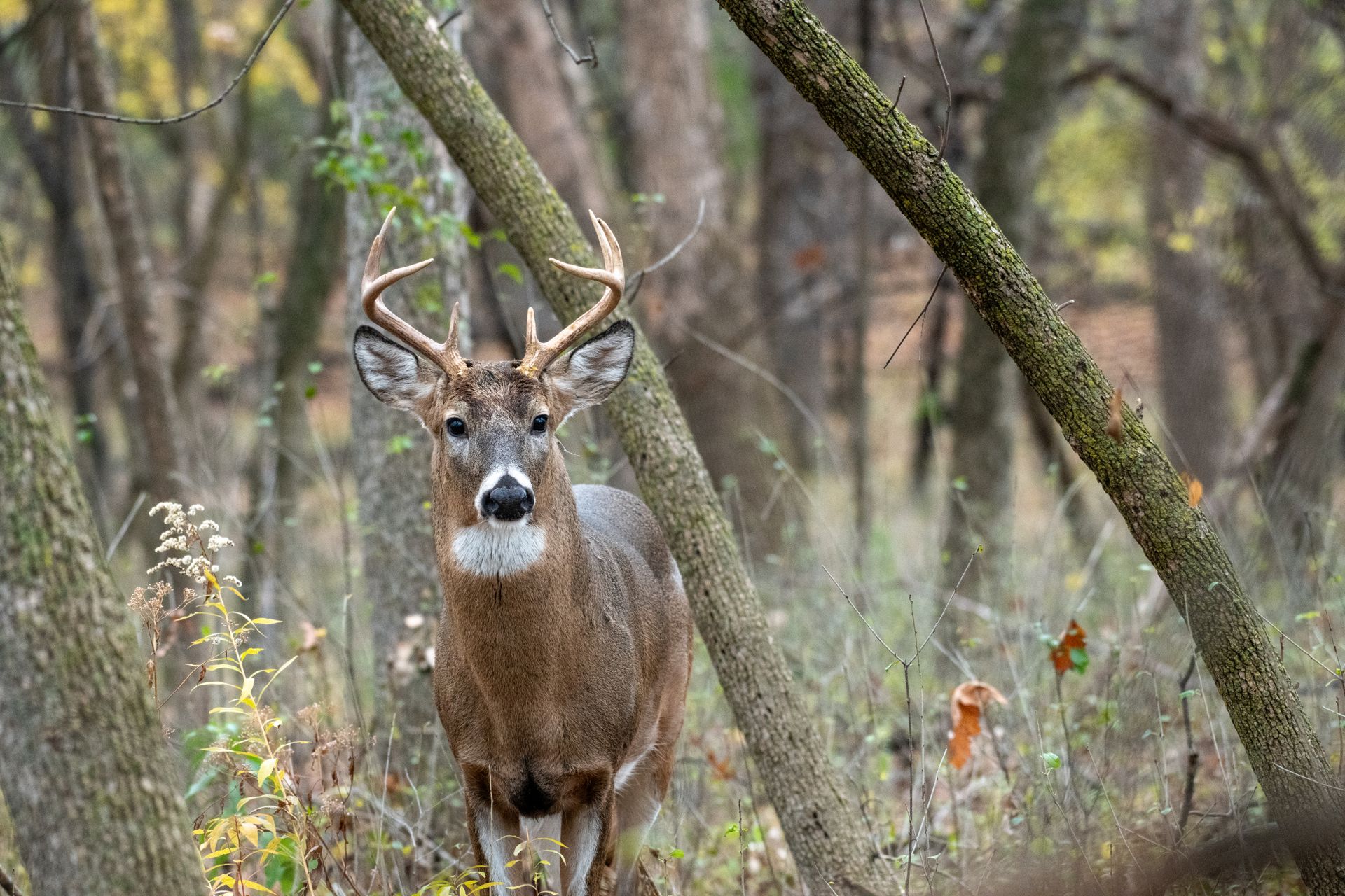 Whitetail buck in autumn woods